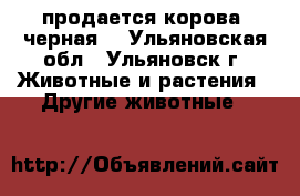 продается корова (черная) - Ульяновская обл., Ульяновск г. Животные и растения » Другие животные   
